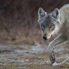 Lobo-cinzento escapa do extermínio e agora sua proteção está sob ameaça